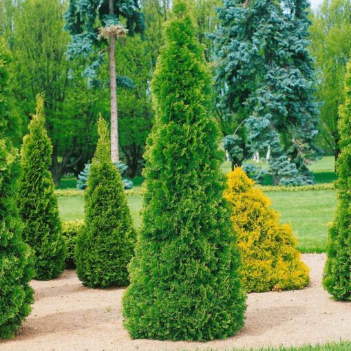 Smaragd-Lebensbaum, Thuja occ. 'Smaragd', 40er-Set, Höhe 60-80 cm, Topf 7,5 l