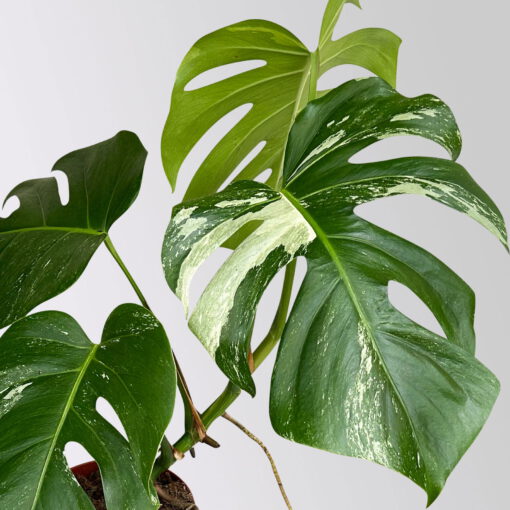 Monstera 'Variegata', grün-weiß panaschiert, Topf-Ø 15 cm, Höhe ca. 45 cm